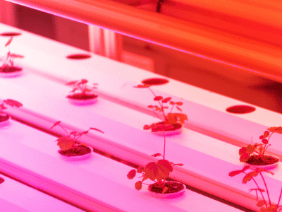 Indoor hydroponic grow system 5