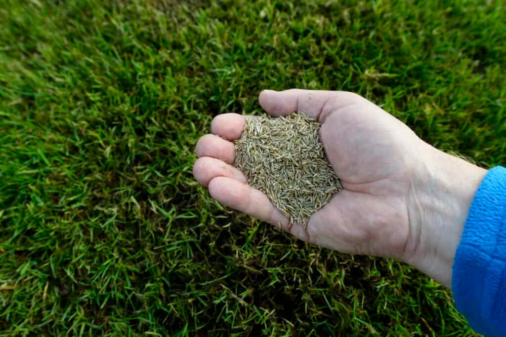 How to spread grass seed