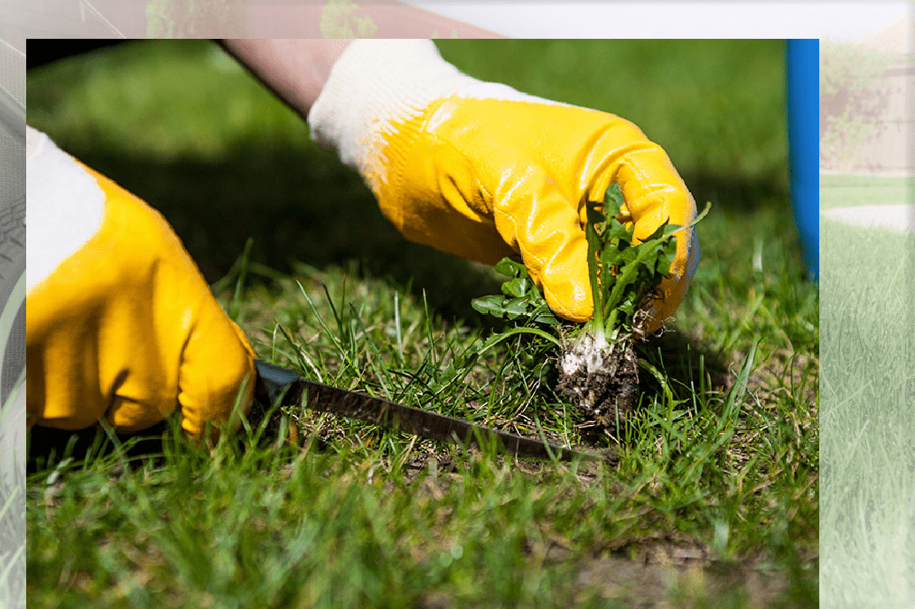 Prevent weeds in the garden