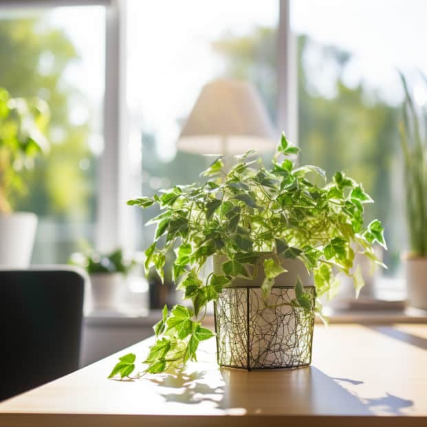 12 Best Plants For Windowless Room for Calming Greenery