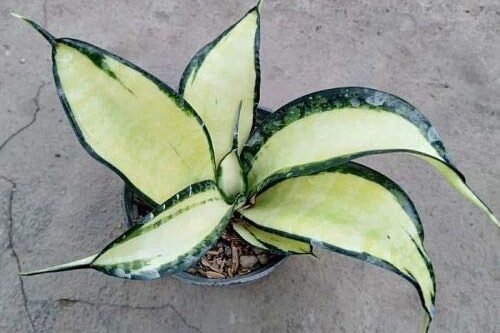 Sansevieria golden wendy