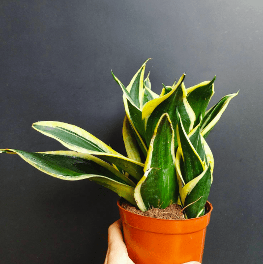 Sansevieria Jade Pagoda 1