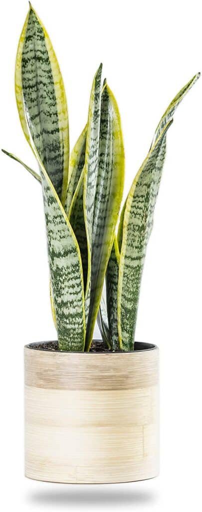 Snake plant is healthy 1