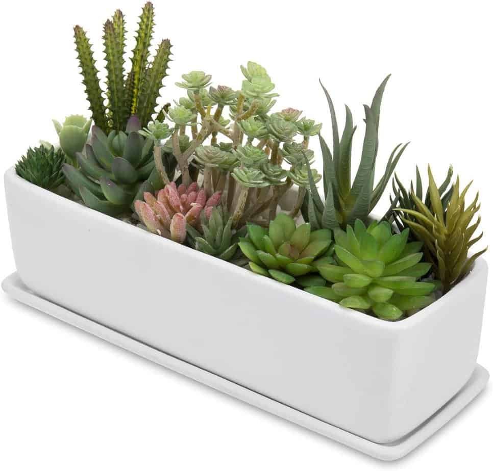 Succulent indoor plant