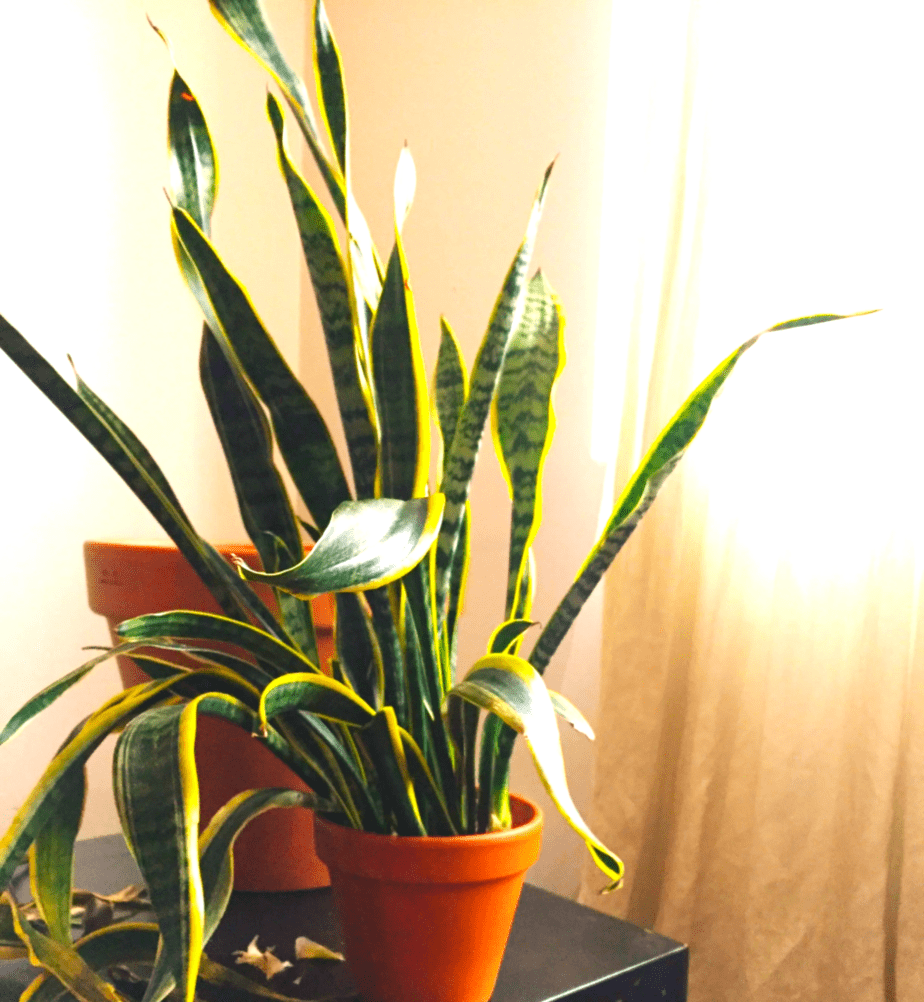 A wilting snake plant