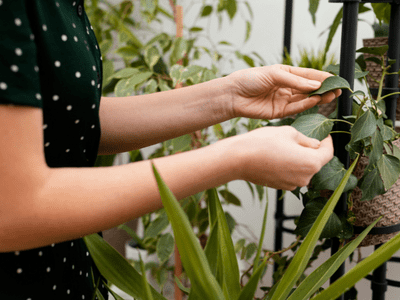 Broken snake plant leaves