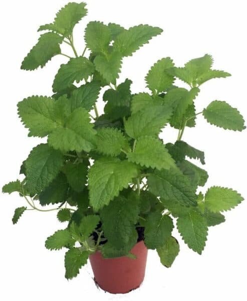 Catnip plant care