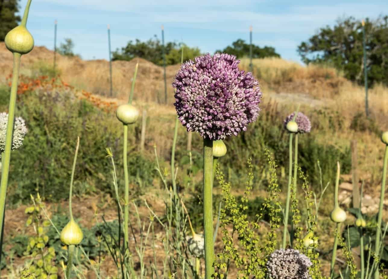 What does elephant garlic plant look like