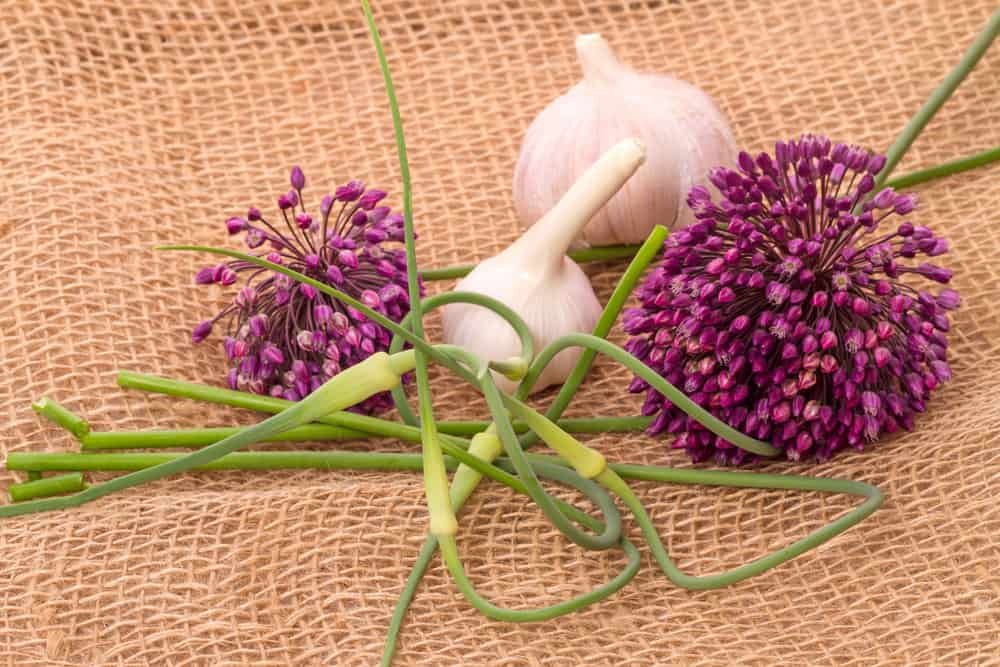 Elephant garlic plant