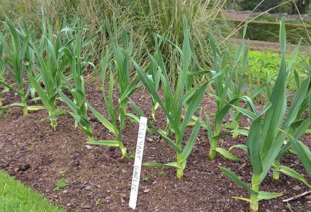 Elephant Garlic Planting Distance