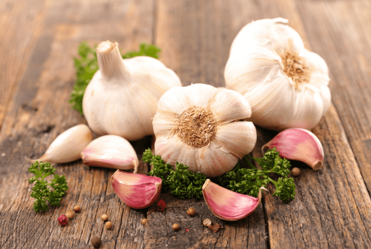 Where to buy elephant garlic bulbs for planting