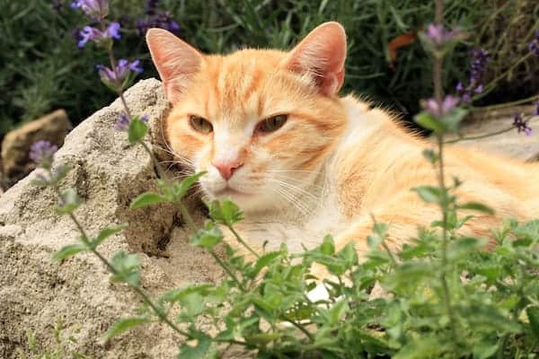 how to care for catnip plants in pots