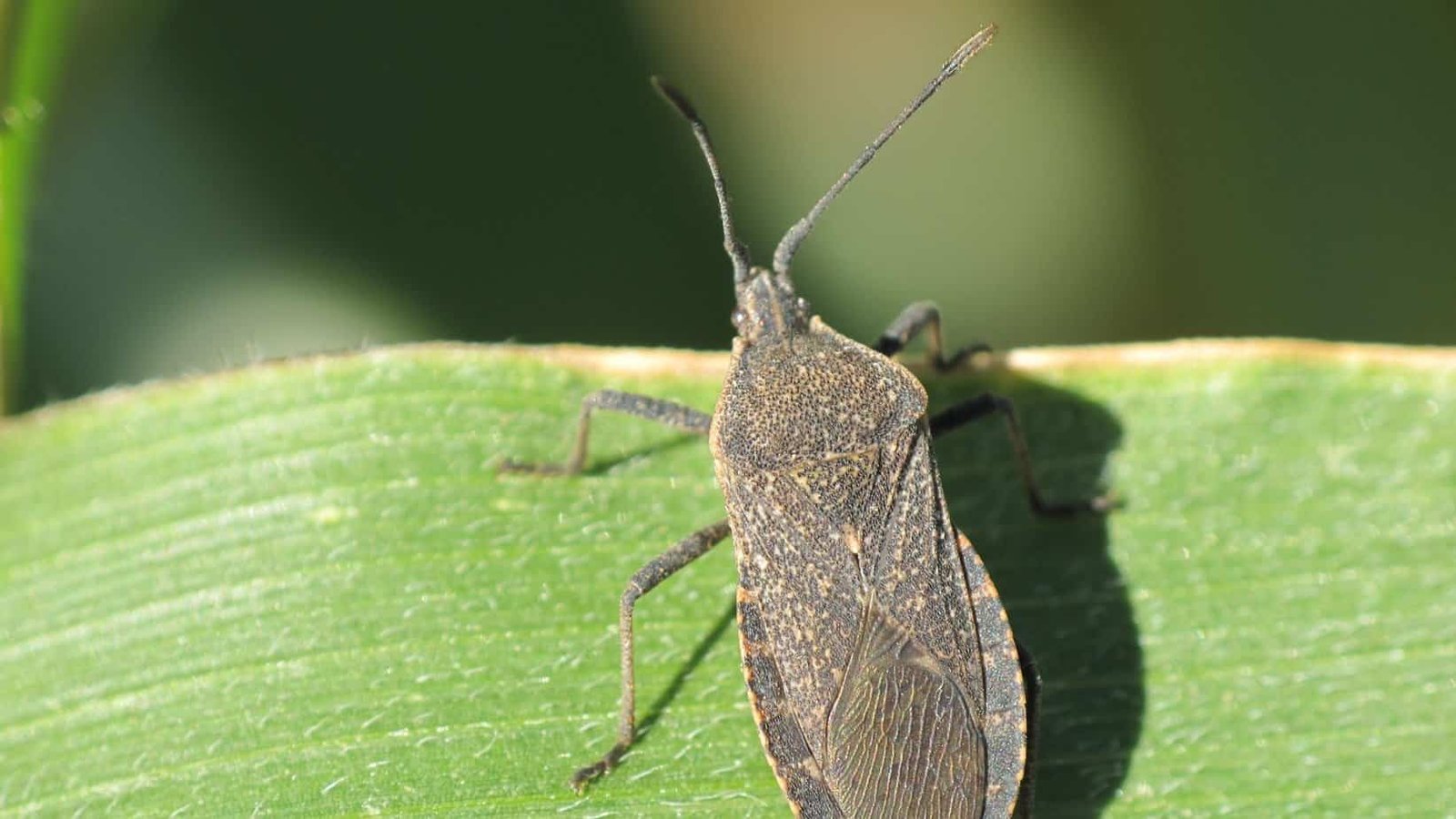 neem oil for squash bugs