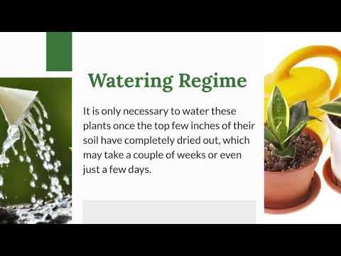 Caring for a snake plant 1