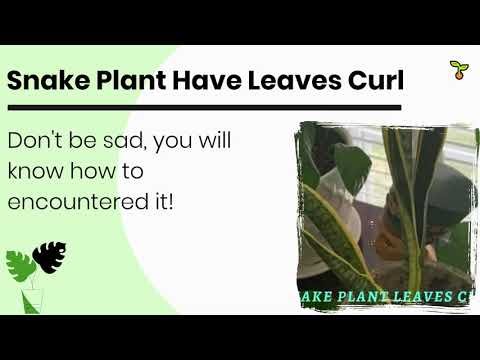 Curling snake plant 1