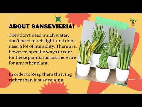 Sansevieria grandis 1