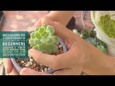 Best succulent for indoors 3