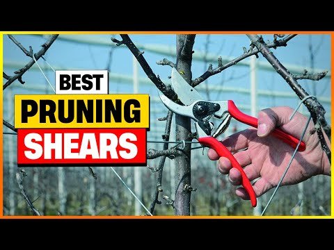 Best pruners 1