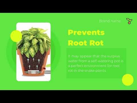 Self-watering pot 1