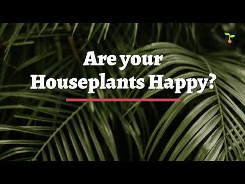 Make houseplants happy 1