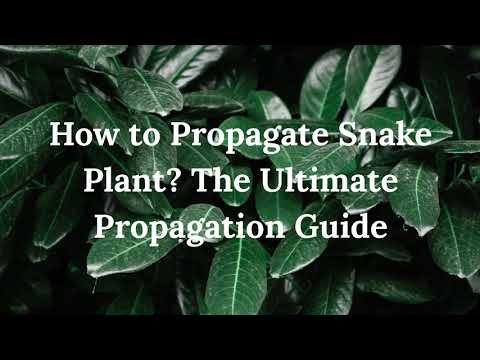 Snake plant 1