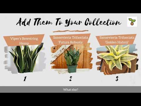 Snake plant 1