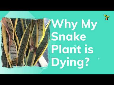 Snake plant 1