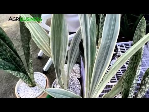 Sansevieria 1