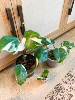 Philodendron white 7