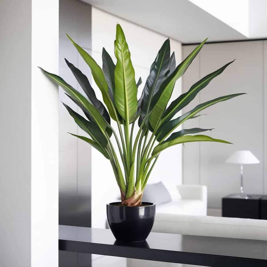 philodendron hastatum care