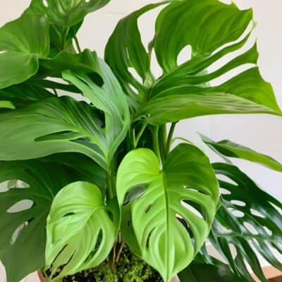 philodendron green goddess 2