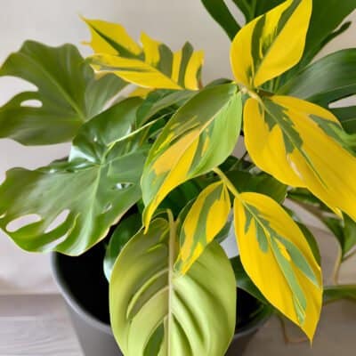 philodendron 2