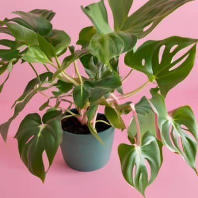 Costa farms pink princess philodendron 2