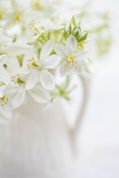 White flowers 1