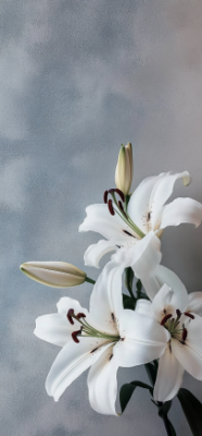 7 Stunning Facts About White Lilies That Will Redefine Their Beauty for You 14 14
