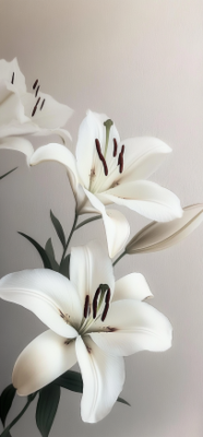 7 Stunning Facts About White Lilies That Will Redefine Their Beauty for You 11 11