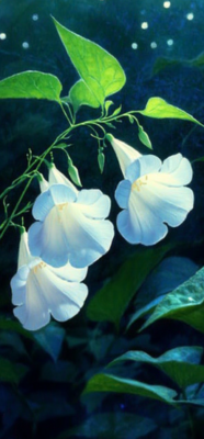 Moon Flowers 101: Aesthetic, Garden Tips, and Surprising Symbolism 7 moon flower 6