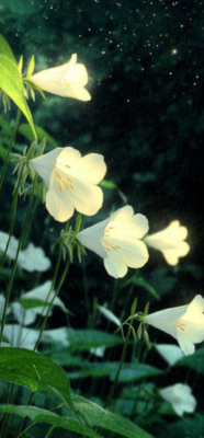 Moon Flowers 101: Aesthetic, Garden Tips, and Surprising Symbolism 11 moon flower 10