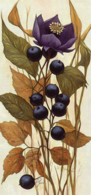 10 Hidden Secrets of the Belladonna Flower You Need to Know 5 Belladonna 4