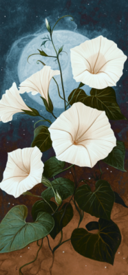 Moon Flowers 101: Aesthetic, Garden Tips, and Surprising Symbolism 5 moon flower 4