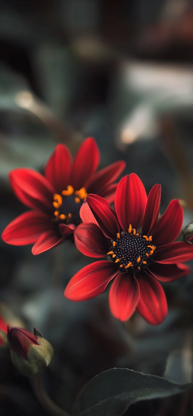 Love Flowers 1