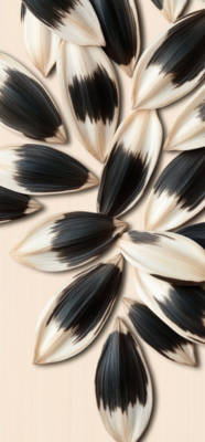 Sunflower seeds 6