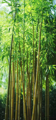 bamboo 10