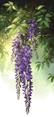 wisteria 5