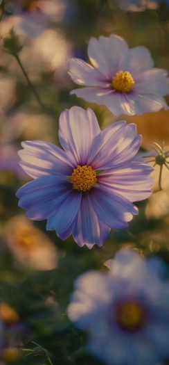 cosmos flower 1