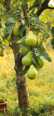 7 Fascinating Facts About Fruit Trees That Will Transform Your Backyard 6 6