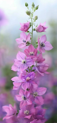 larkspur flower 10