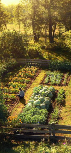 farm 1
