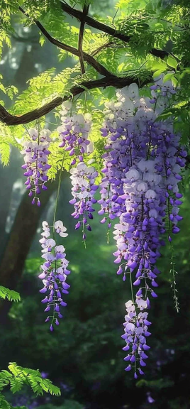 wisteria 1