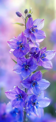 larkspur flower 4